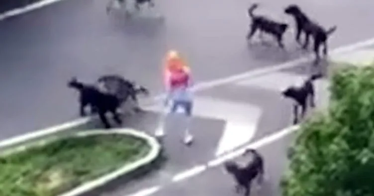 Sokak Köpeklerinin Saldırısına Uğrayan Kadın ve Köpeği Yaralandı